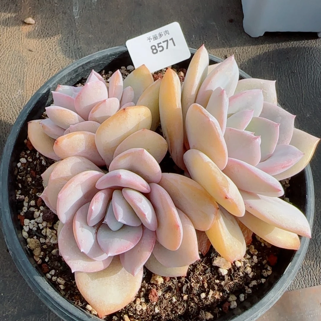 奶茶微瑕，8571多肉植物