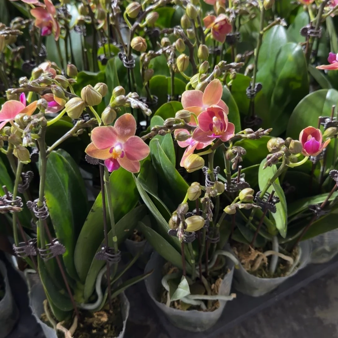 无花朵3.0寸小鲑鱼双梗