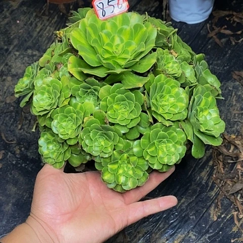 翡翠老桩捧花法师856号