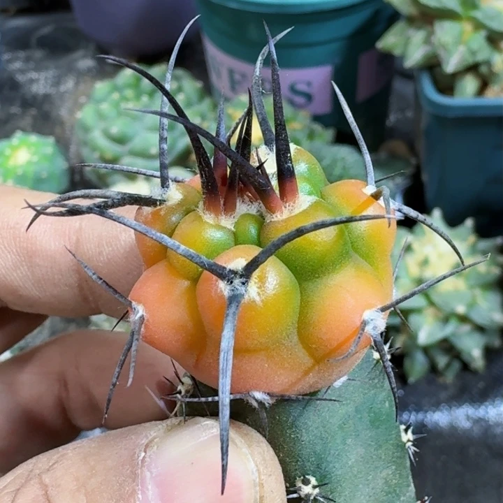 福利苗接首金摩天龙锦058