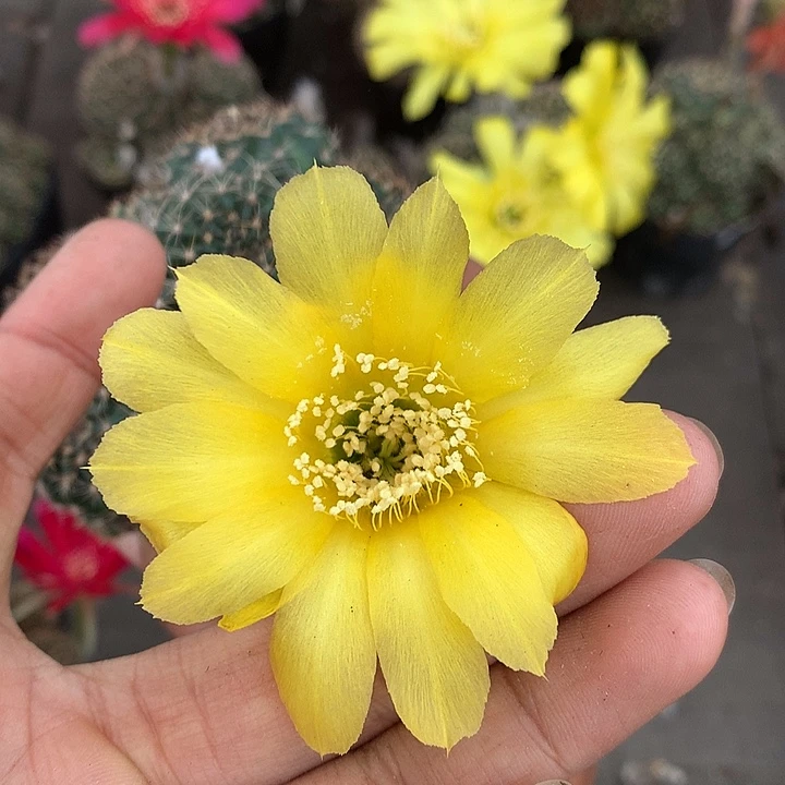 35 侧芽自根丽花6厘米盆