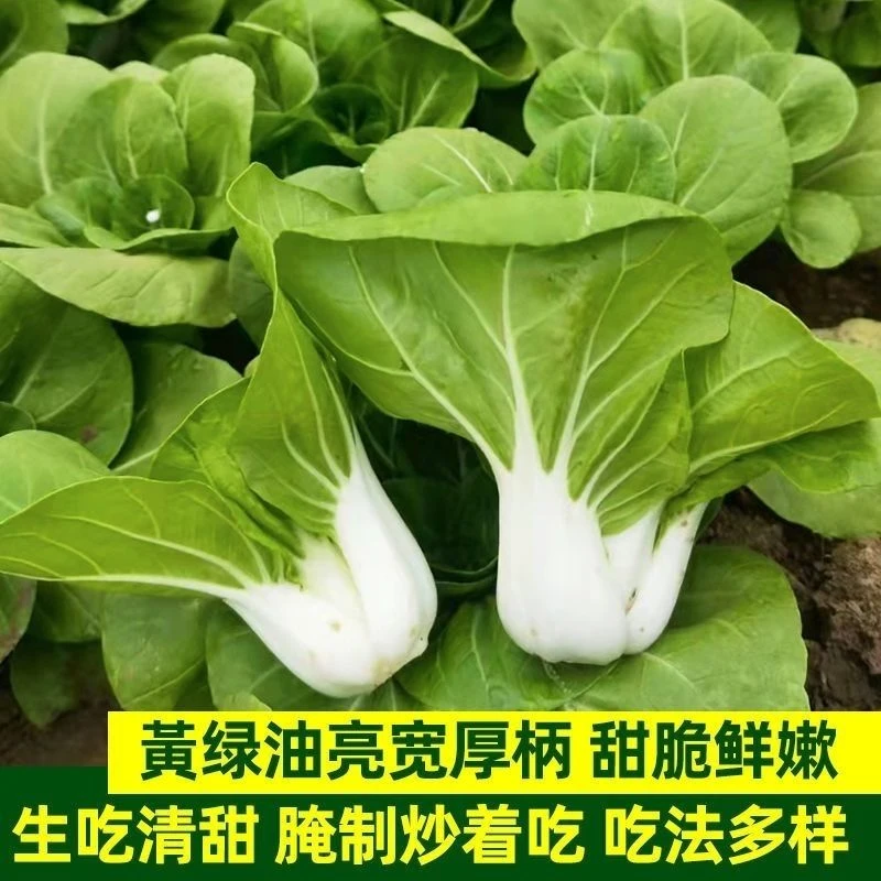【全店满5元包邮】南京矮脚黄奶香小白菜种子矮脚白菜种籽盆栽易种