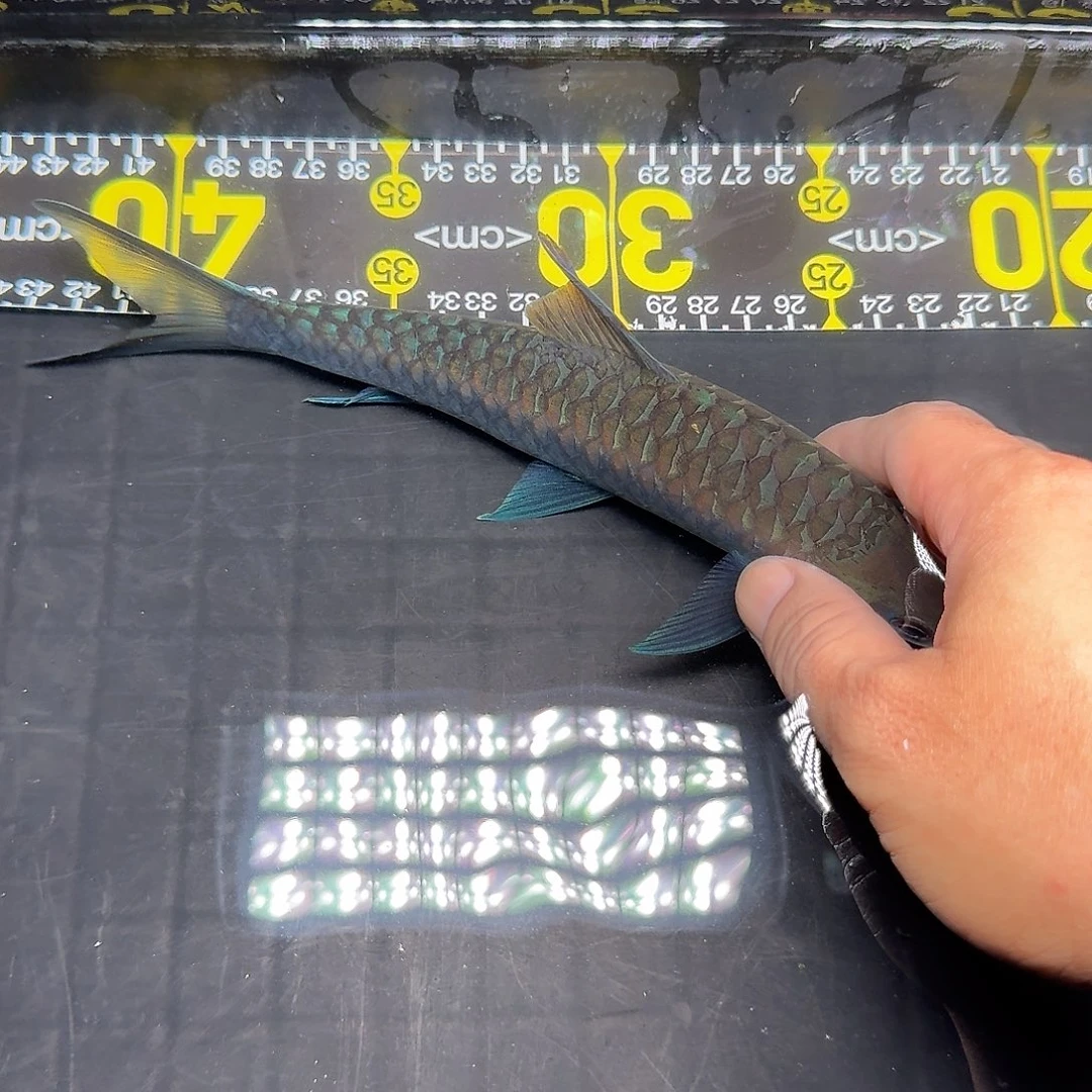 吉罗鱼保山蓝吉罗21公分