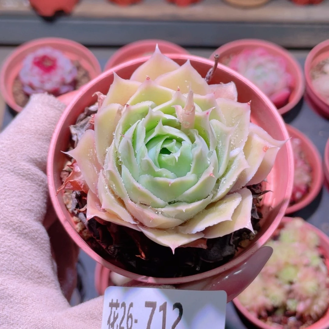 花利美28-712莲霜