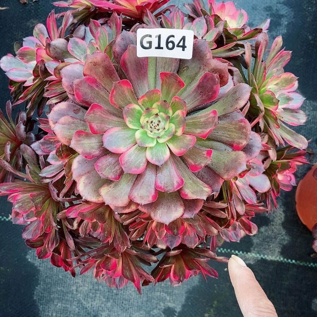 红陶164烟花3多肉