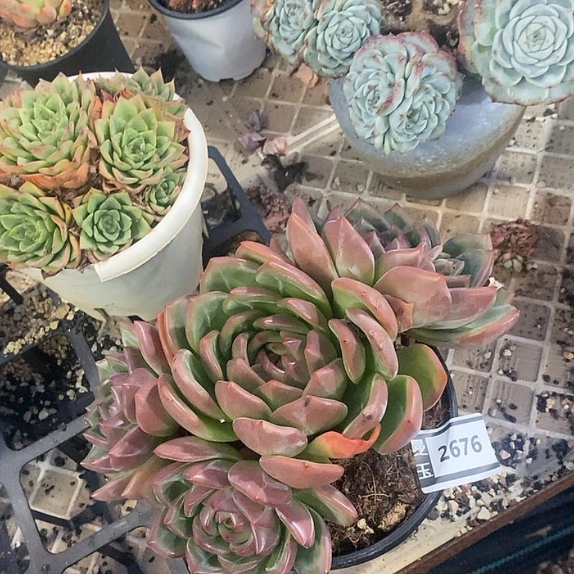 【闪购商品】QQ橙2676