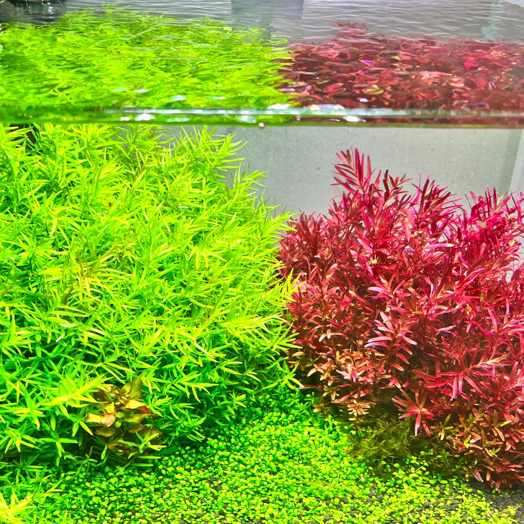 中景水草后景草真水草植物红色鱼缸草缸造景阴性套餐水下叶颗草