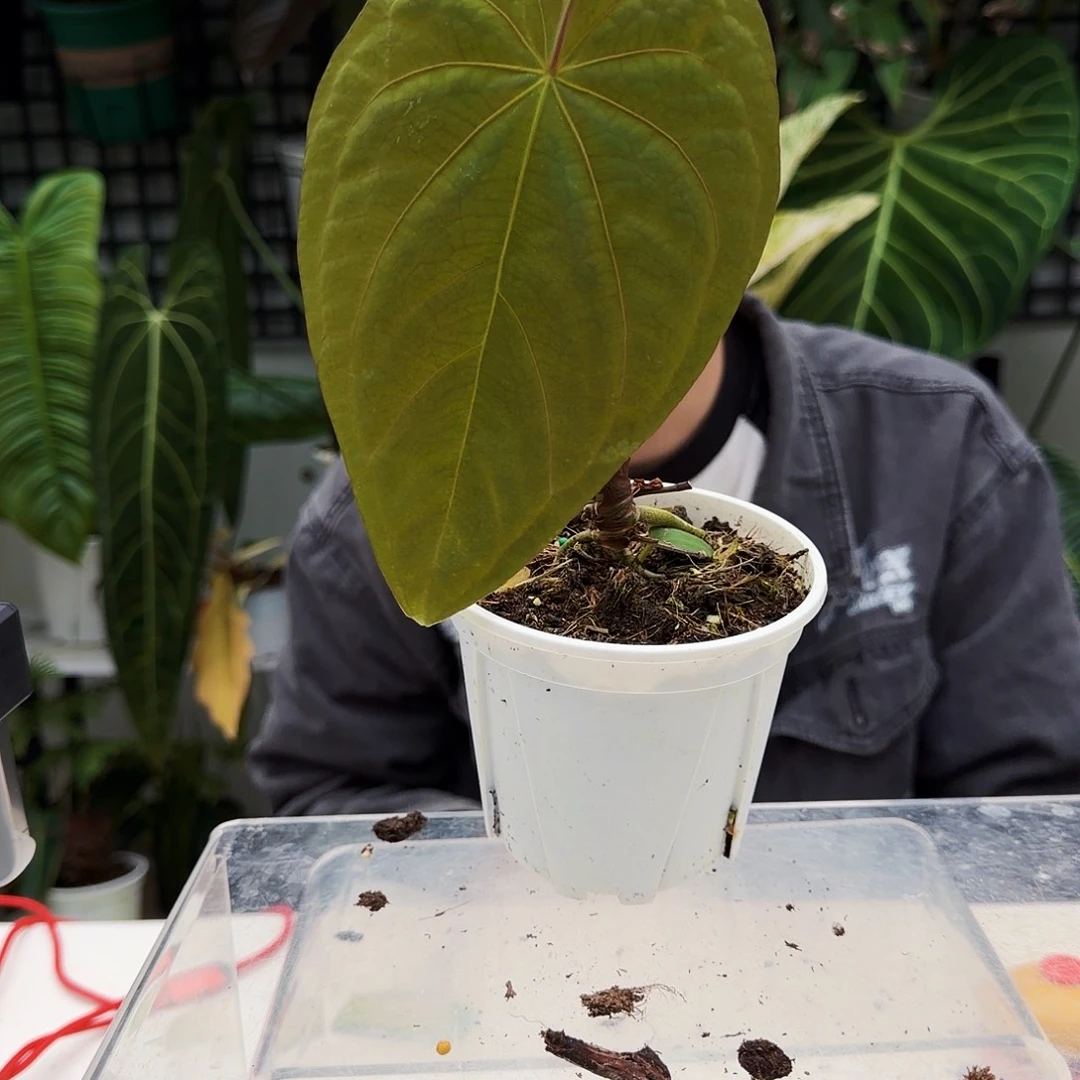 不开花植物一物一拍T174