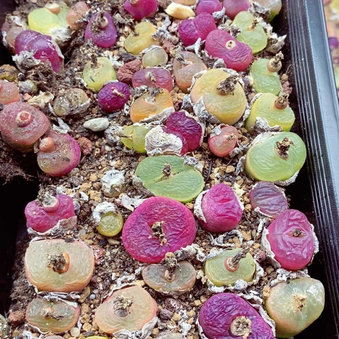 丹****修我是一只小小鸟地域鬼的351