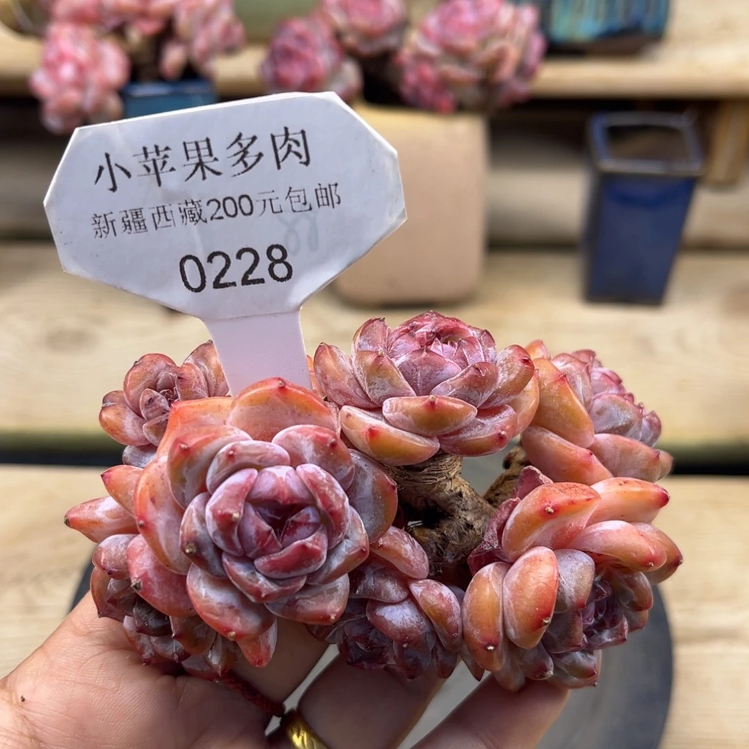 绿底紫心228/11cm7头