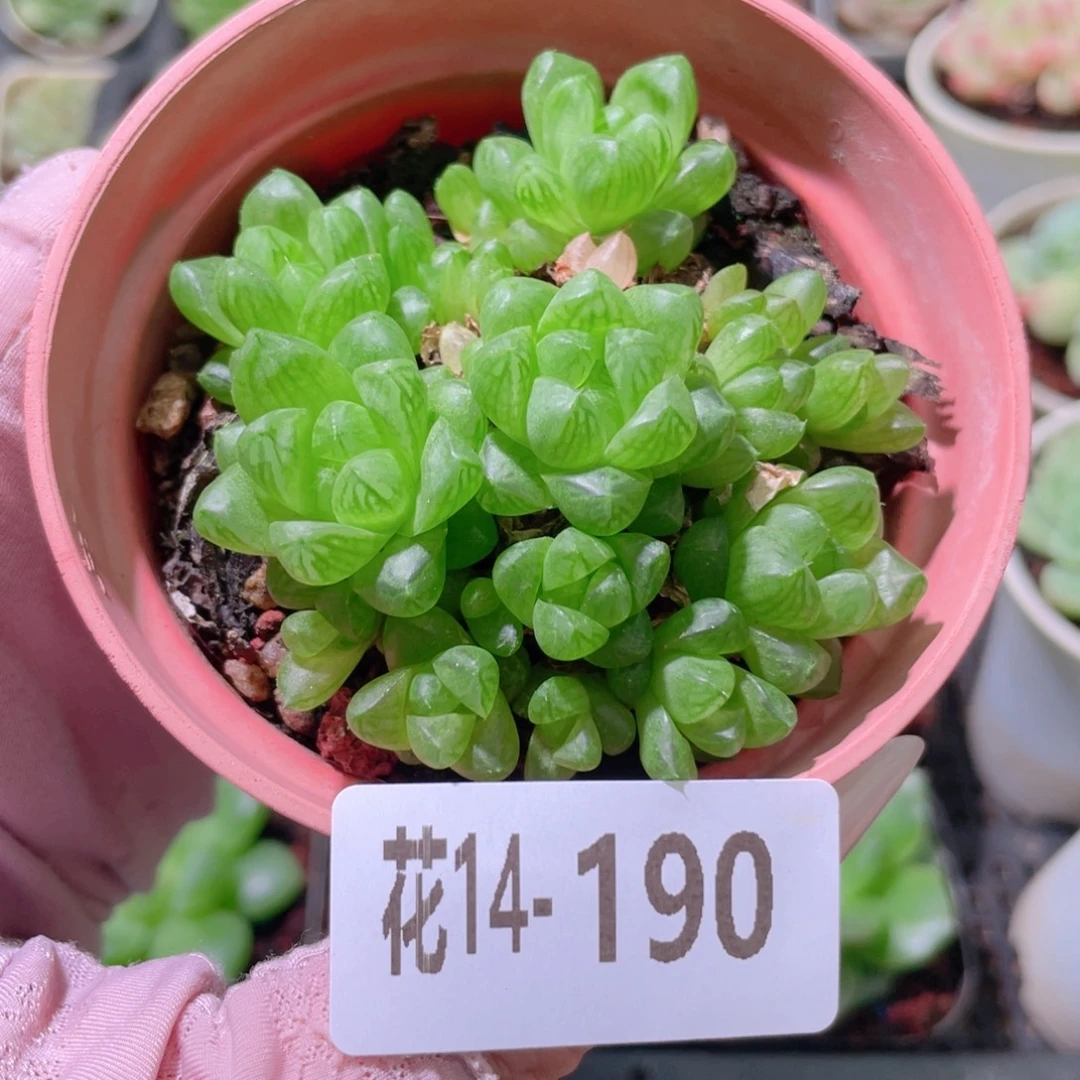 花利美14-190草玉露