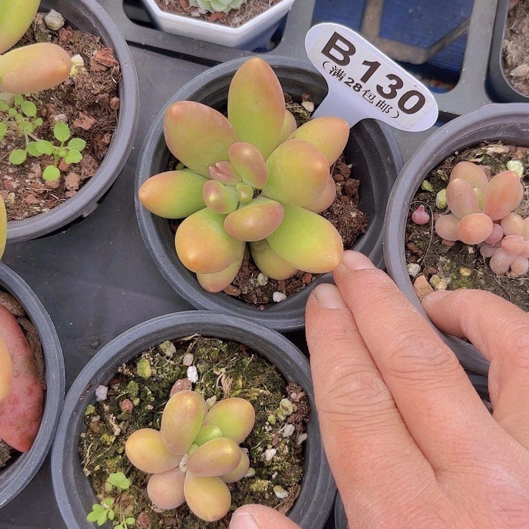 B130芒果啊你一物一拍