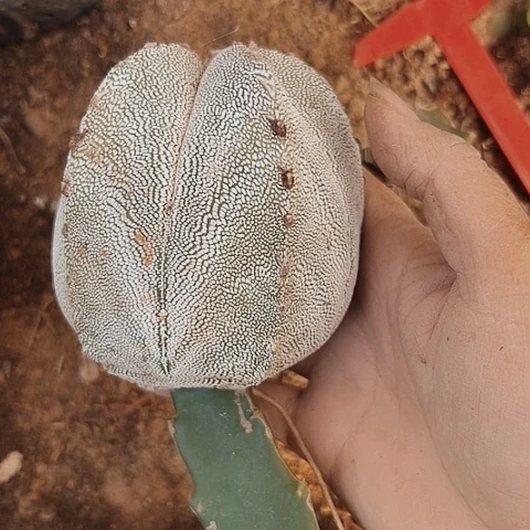 063枕木无根仙人球