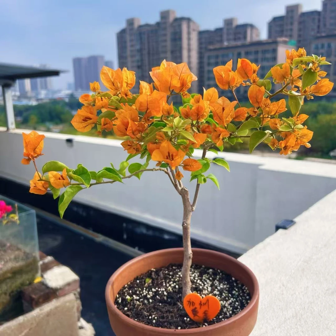 三角梅【加州黄金】易养活原图原盆