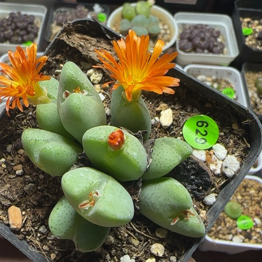 橘色少将多肉植物629