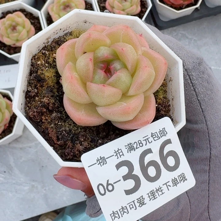 m100 无盆土发货多肉多