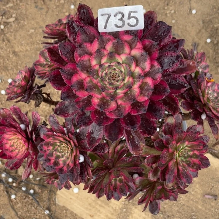 墨*735多肉烟花植物