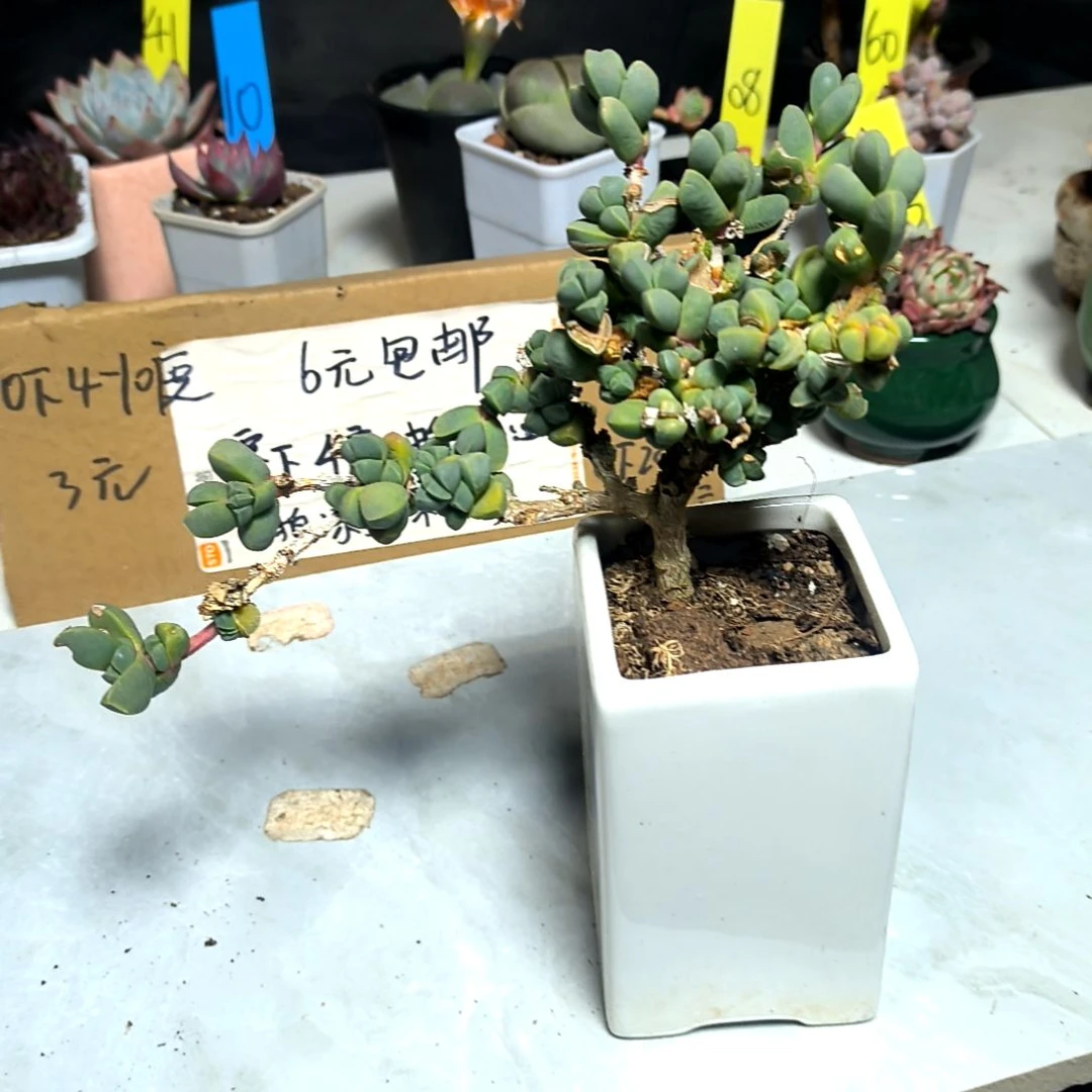 满6元包邮，#大鹿角老老老木质盆苗3.58