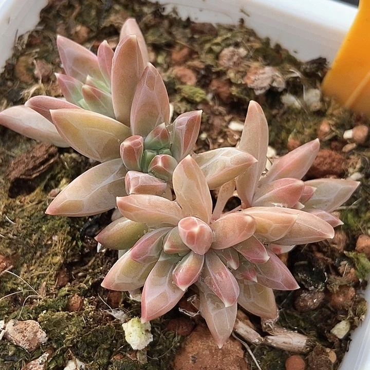 多肉植物慕斯美人521