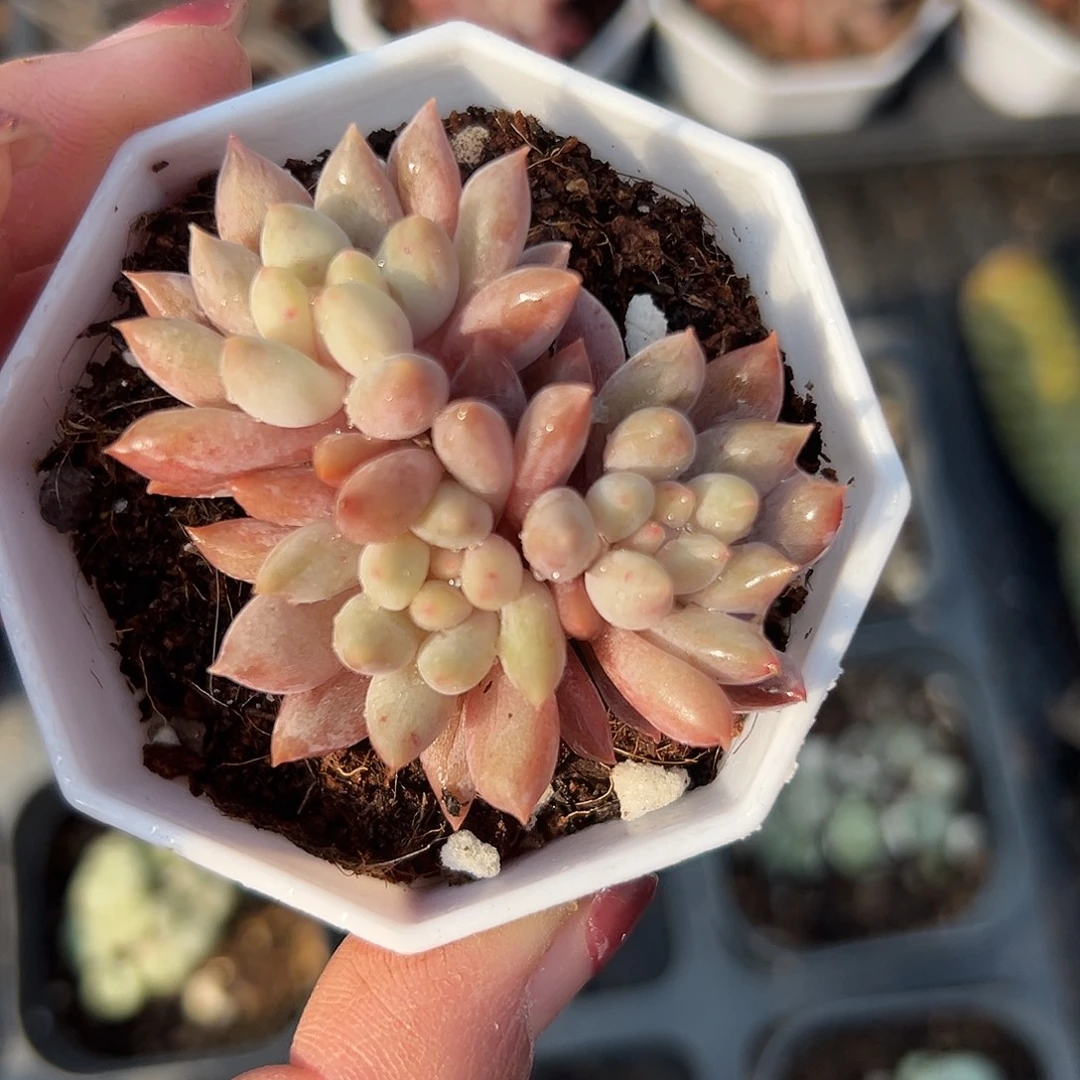多肉植物车厘子群
