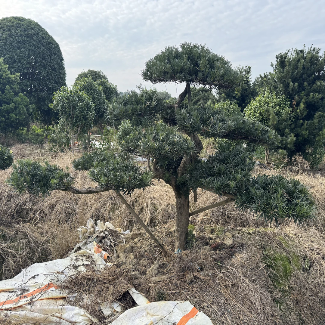 罗汉松地景小叶雀舌罗汉松盆景别墅绿植四季常青不落叶耐热耐旱