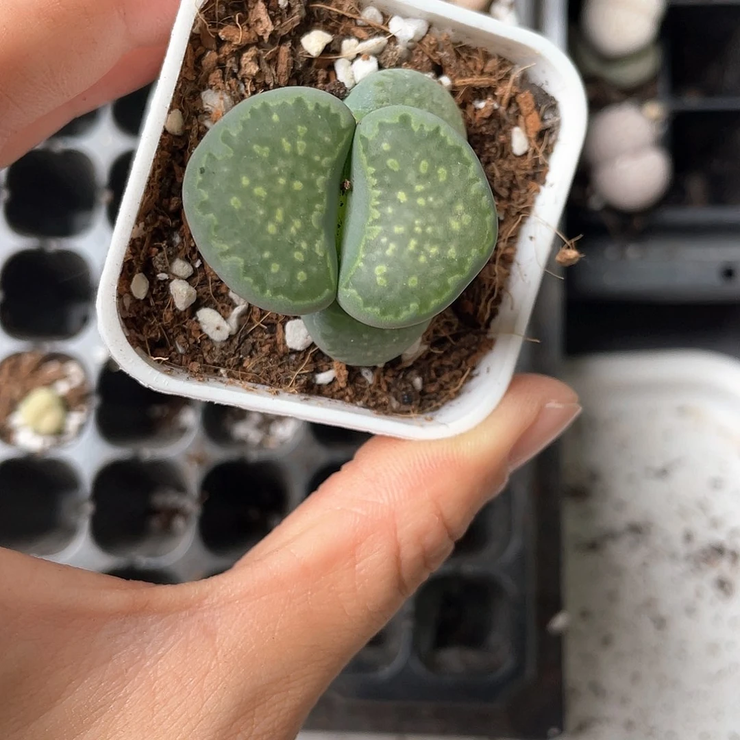 3903大棚清仓甩卖了