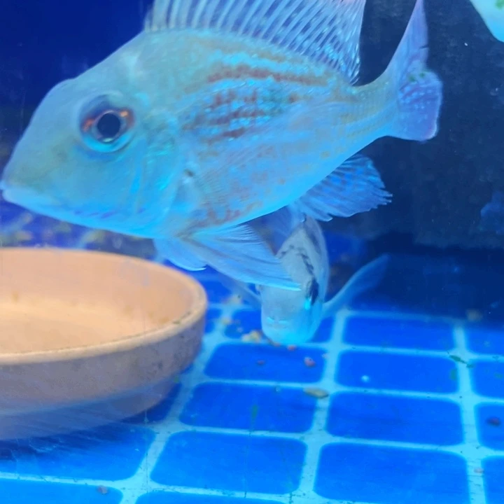 慈鲷特价9+思维尼1只