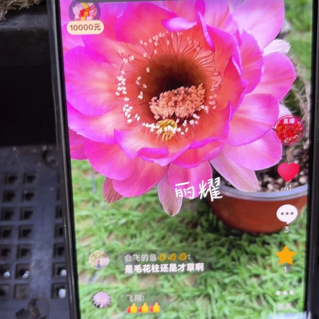 带根丽耀彩瑕疵侧牙20包邮18
