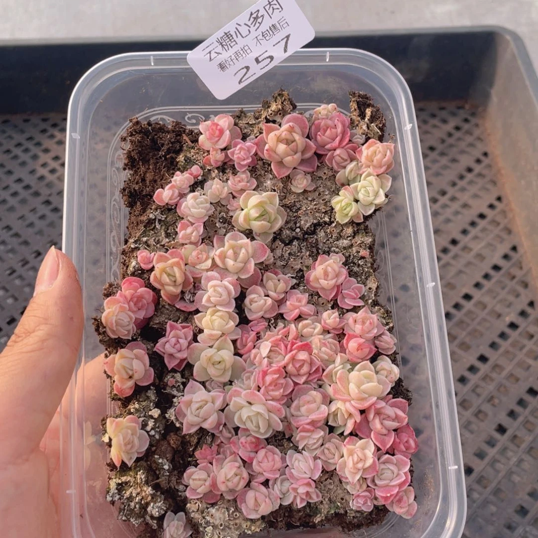云糖心多肉植物257