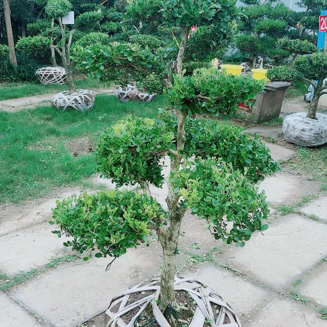无花朵黄杨造型树1123333333