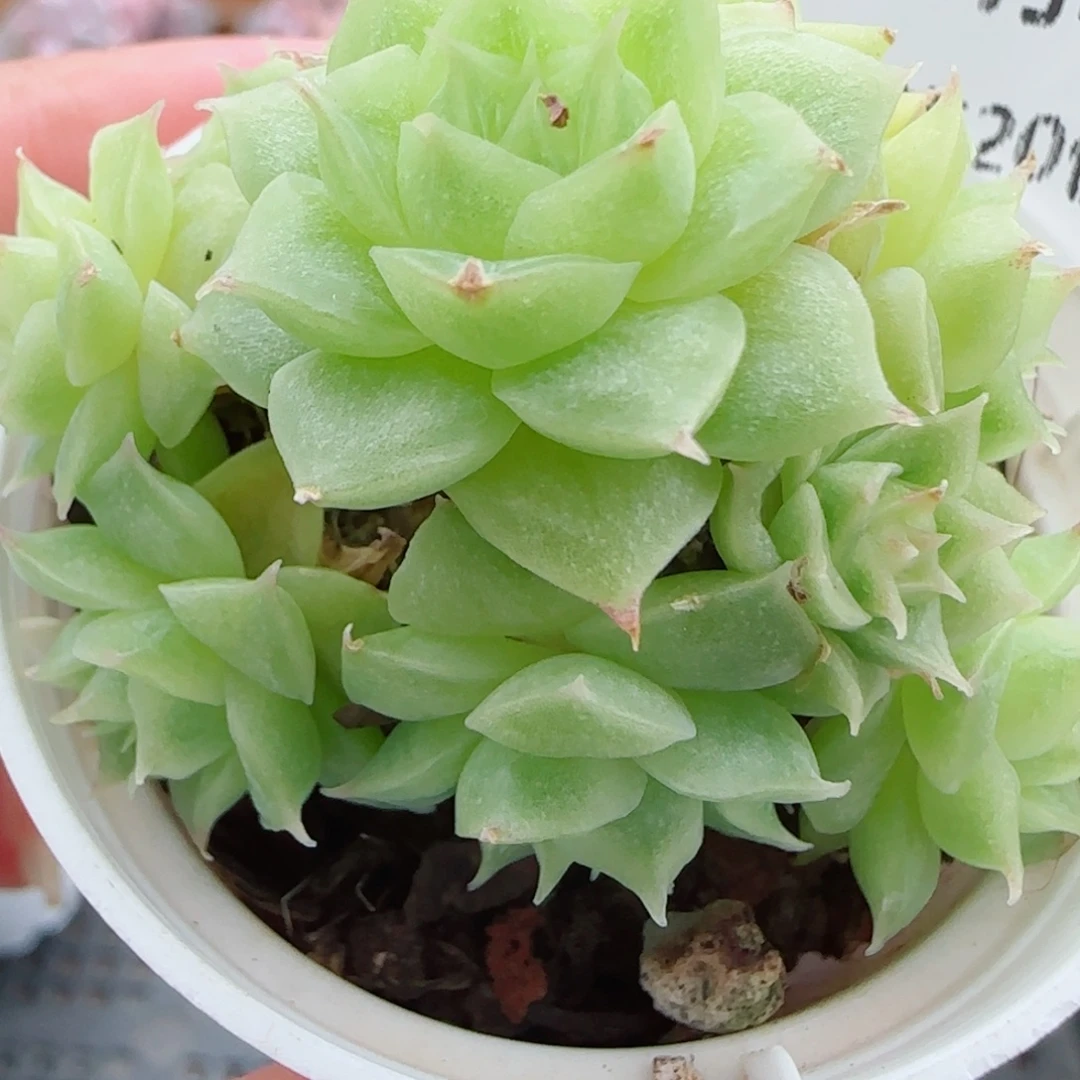 花语逸镜0922-295散