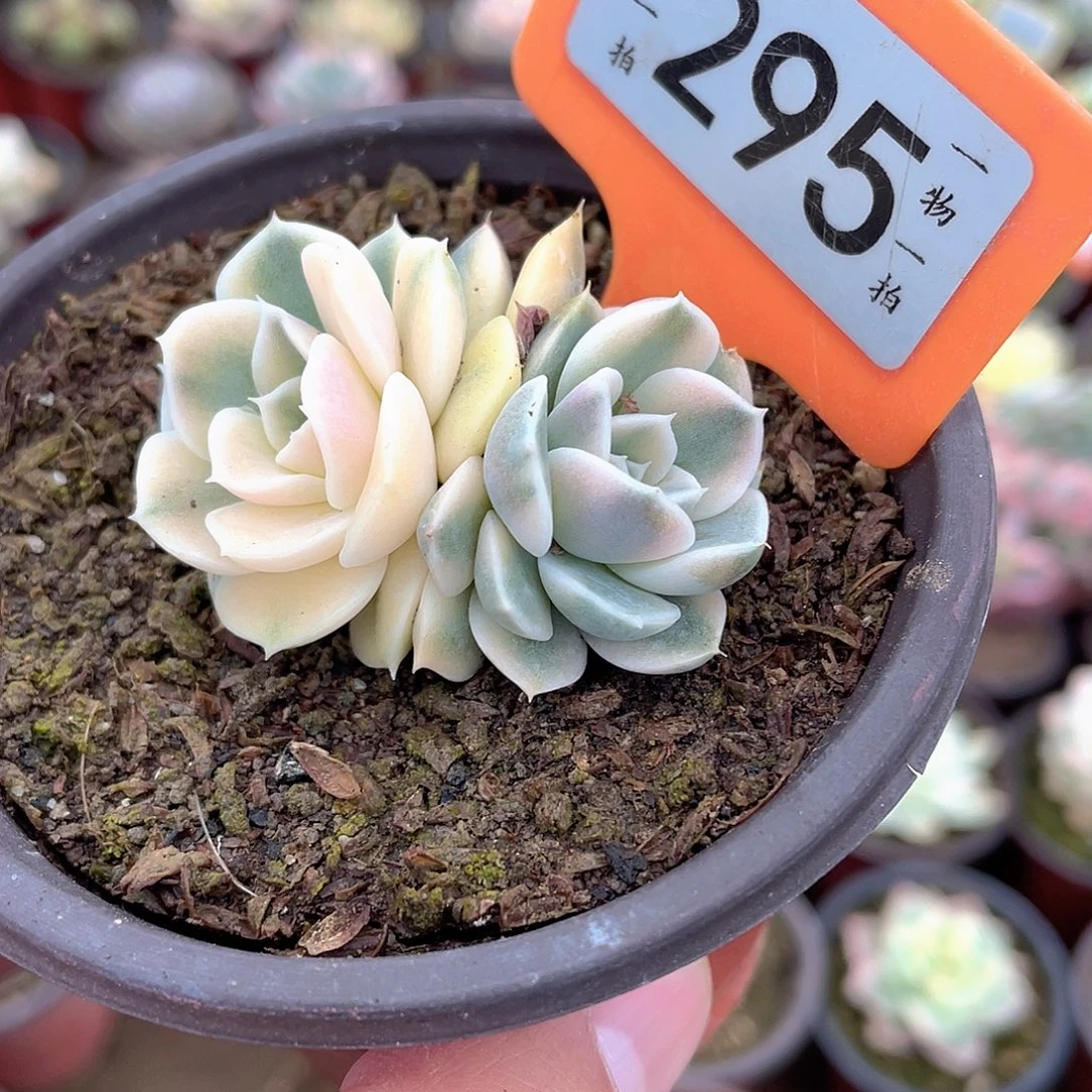 汉堡锦295号多肉植物