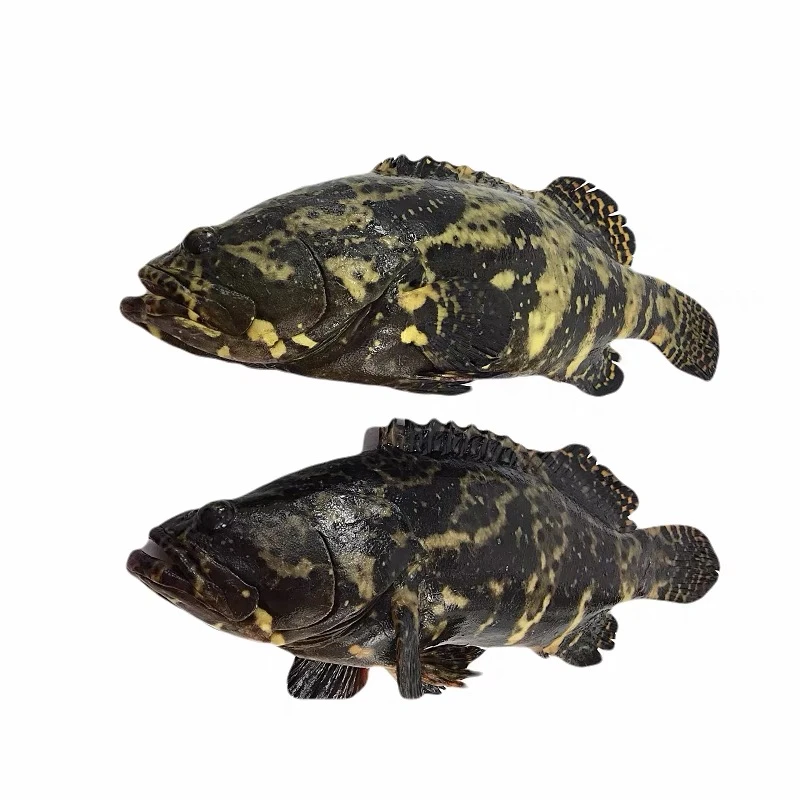 老虎斑1.4斤左右一条 （默认杀，不杀请备注）