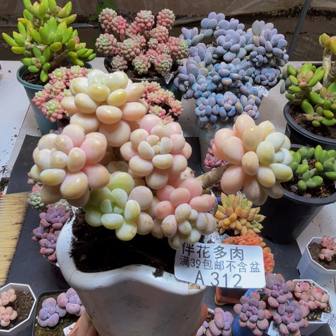 312洛可可9cm多肉