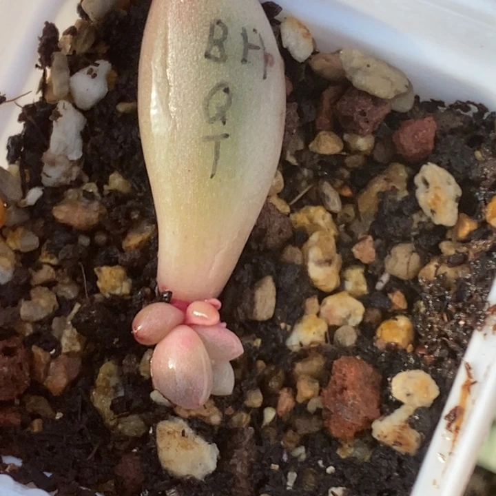 蕊*092号白锦的红蜻蜓带盆