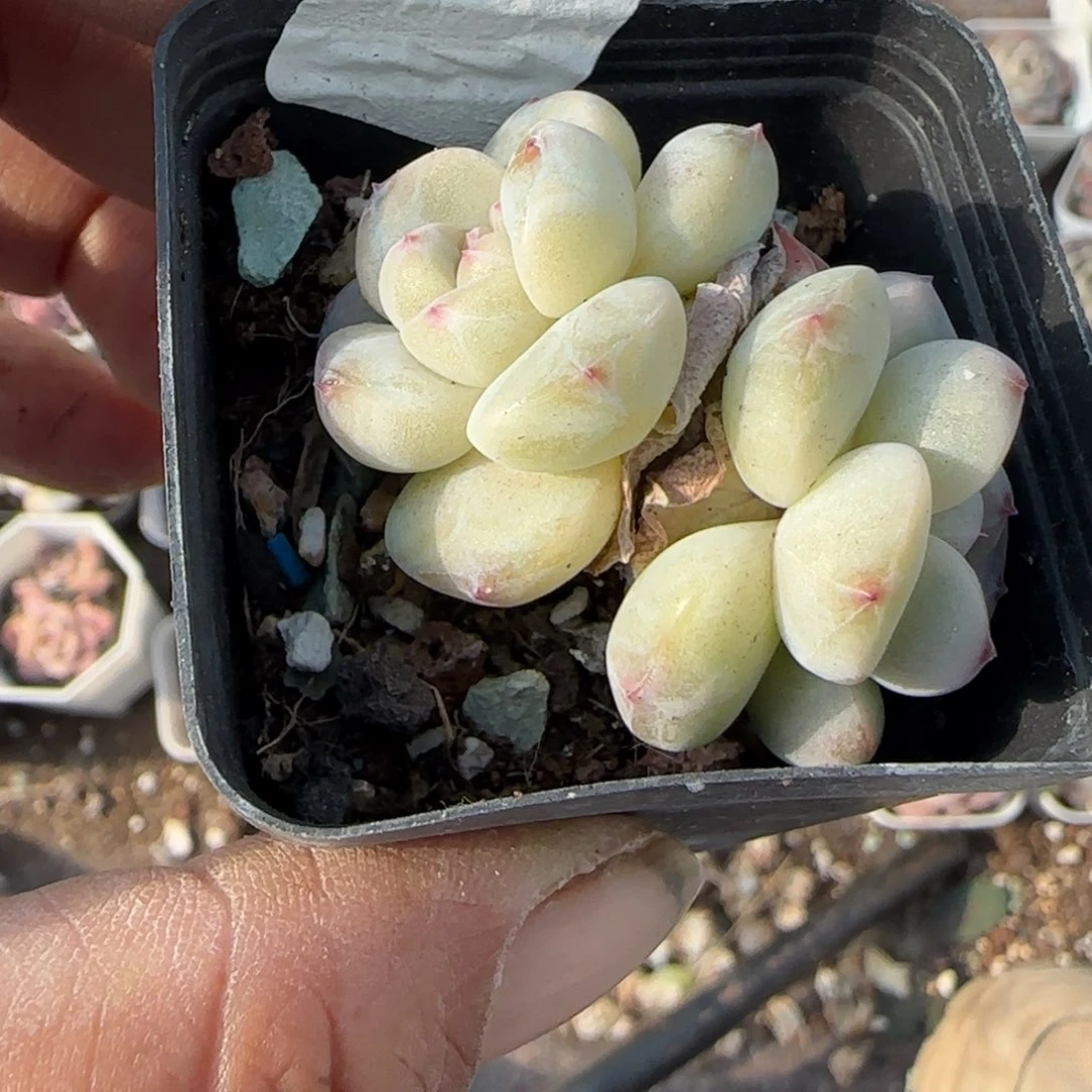 小卡拉米糖心一物一拍