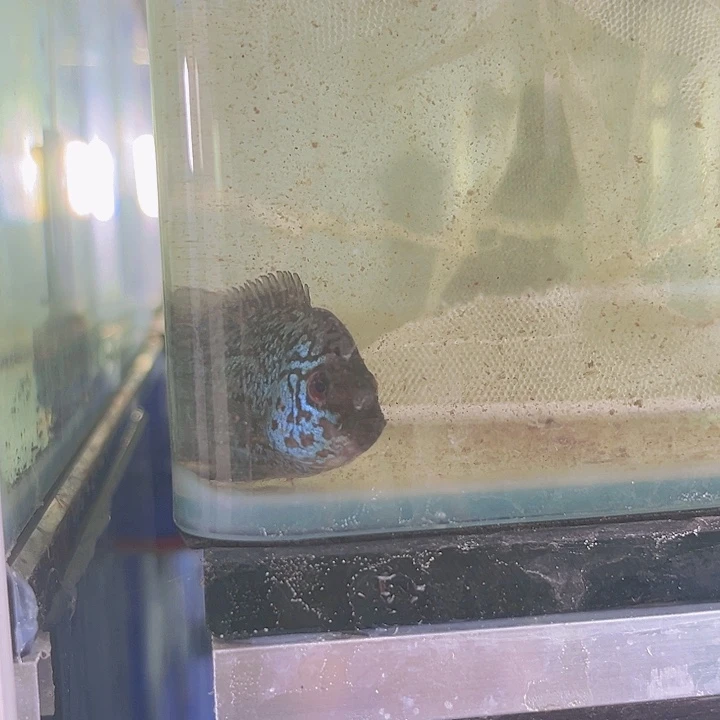 罗汉鱼S*Y起头罗汉