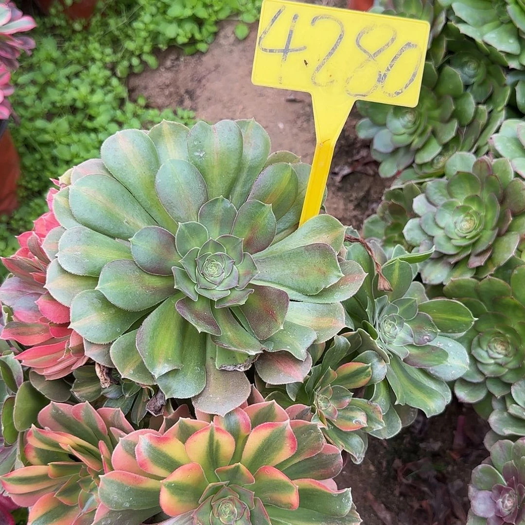 4280---七彩多头多肉植物