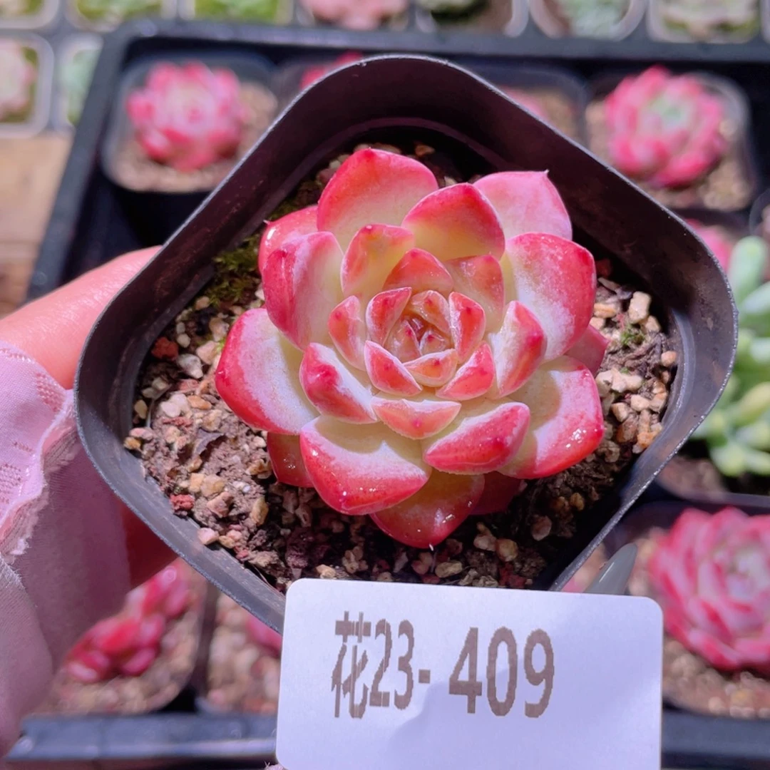 花利美23-409果汁