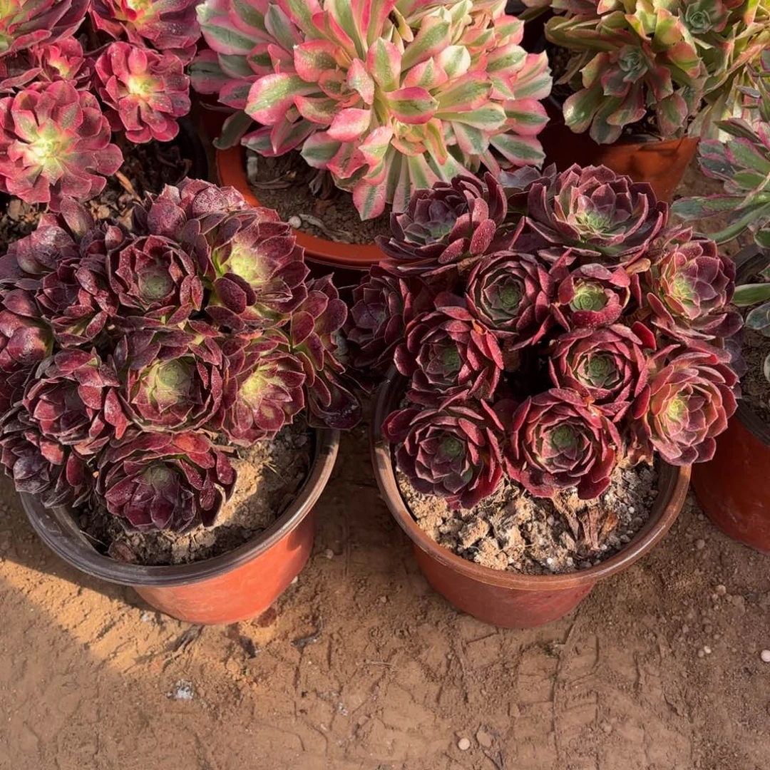 微***）黑金玫瑰绣球9.9多肉植物