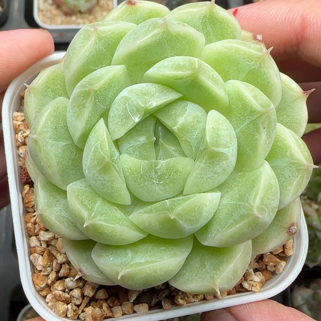 一物一拍包子麦秆