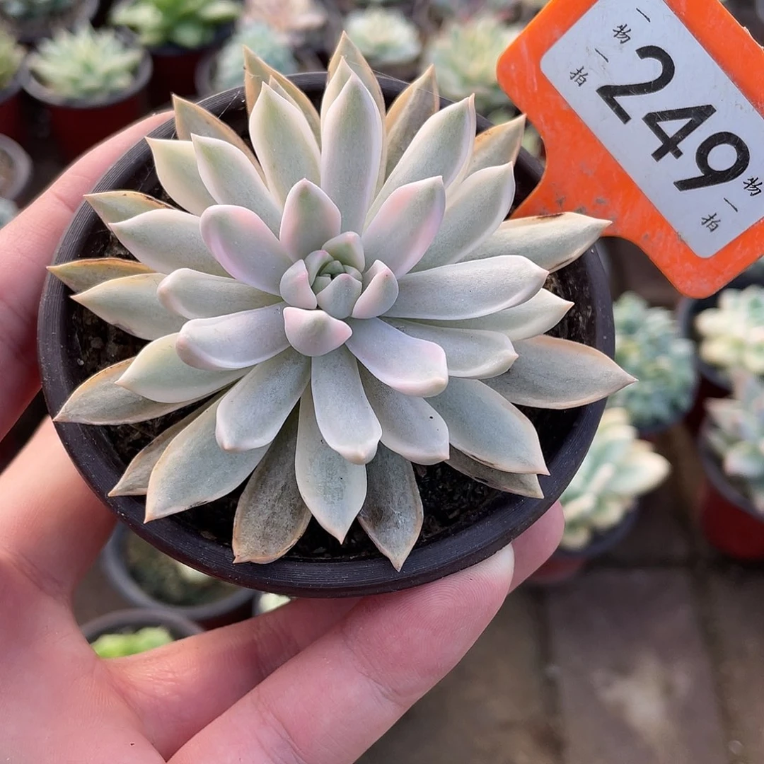 嘉娜丽锦249号多肉