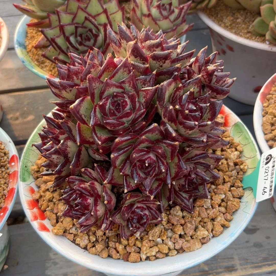 多肉一物一拍0217-46