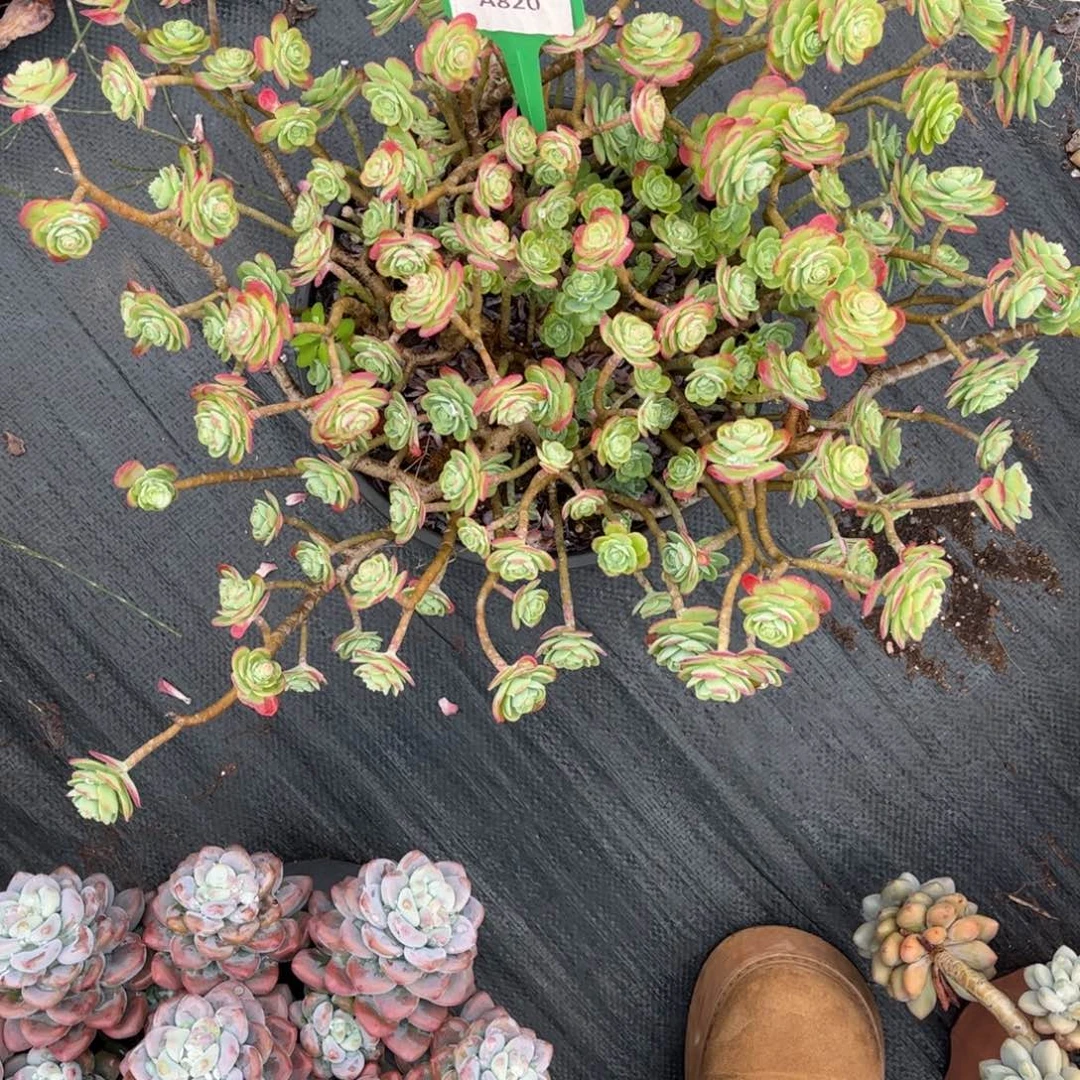 海***）薄化壮Ａ820一颗一物一拍