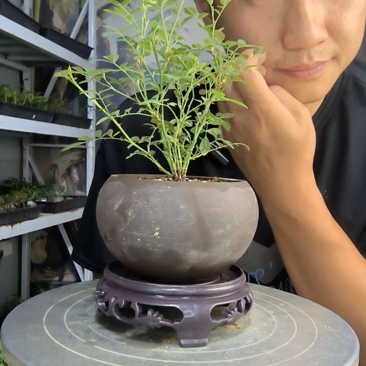 u****➿中青园艺一物一拍153