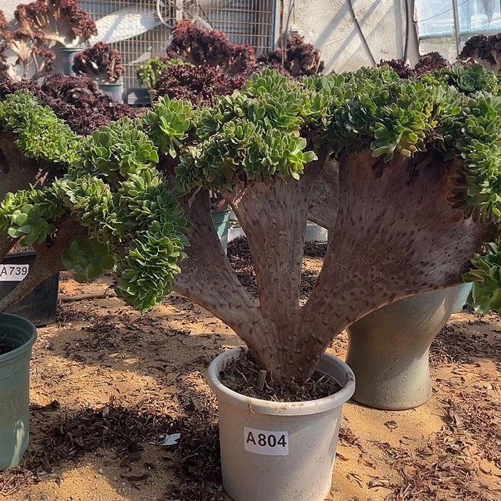 A804柠檬缀化68-1脱土包邮
