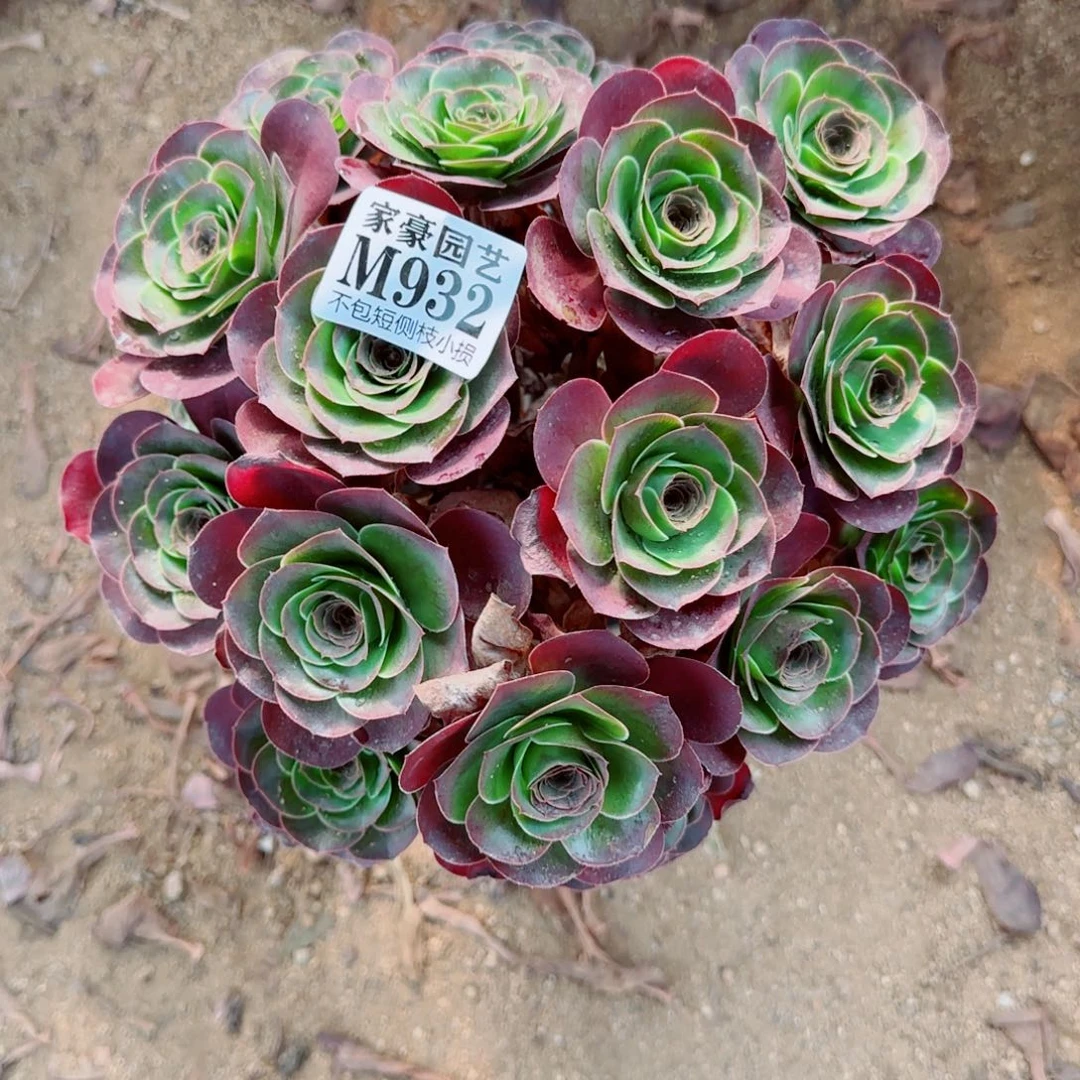 魅金玫瑰发师932冠幅23