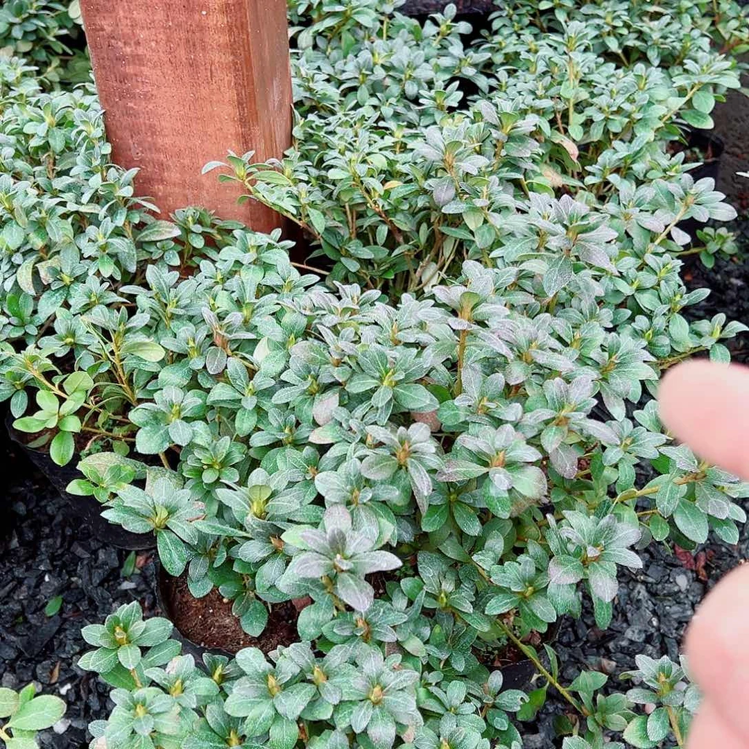 无花朵盆景皋月杜鹃毬子