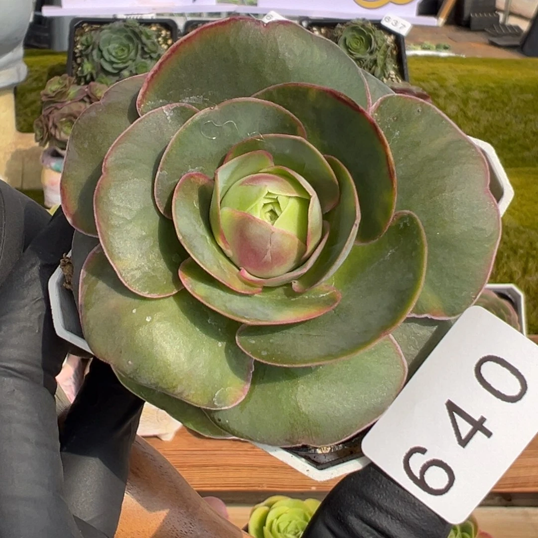 640优选宽叶油画脸6.5厘米