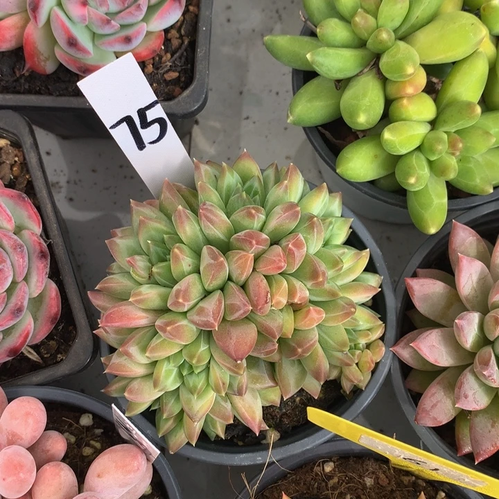 多替自己误727272737